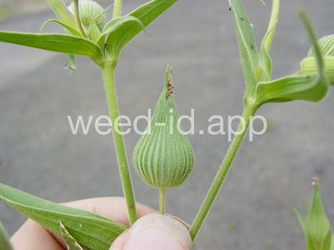 catchfly, cone